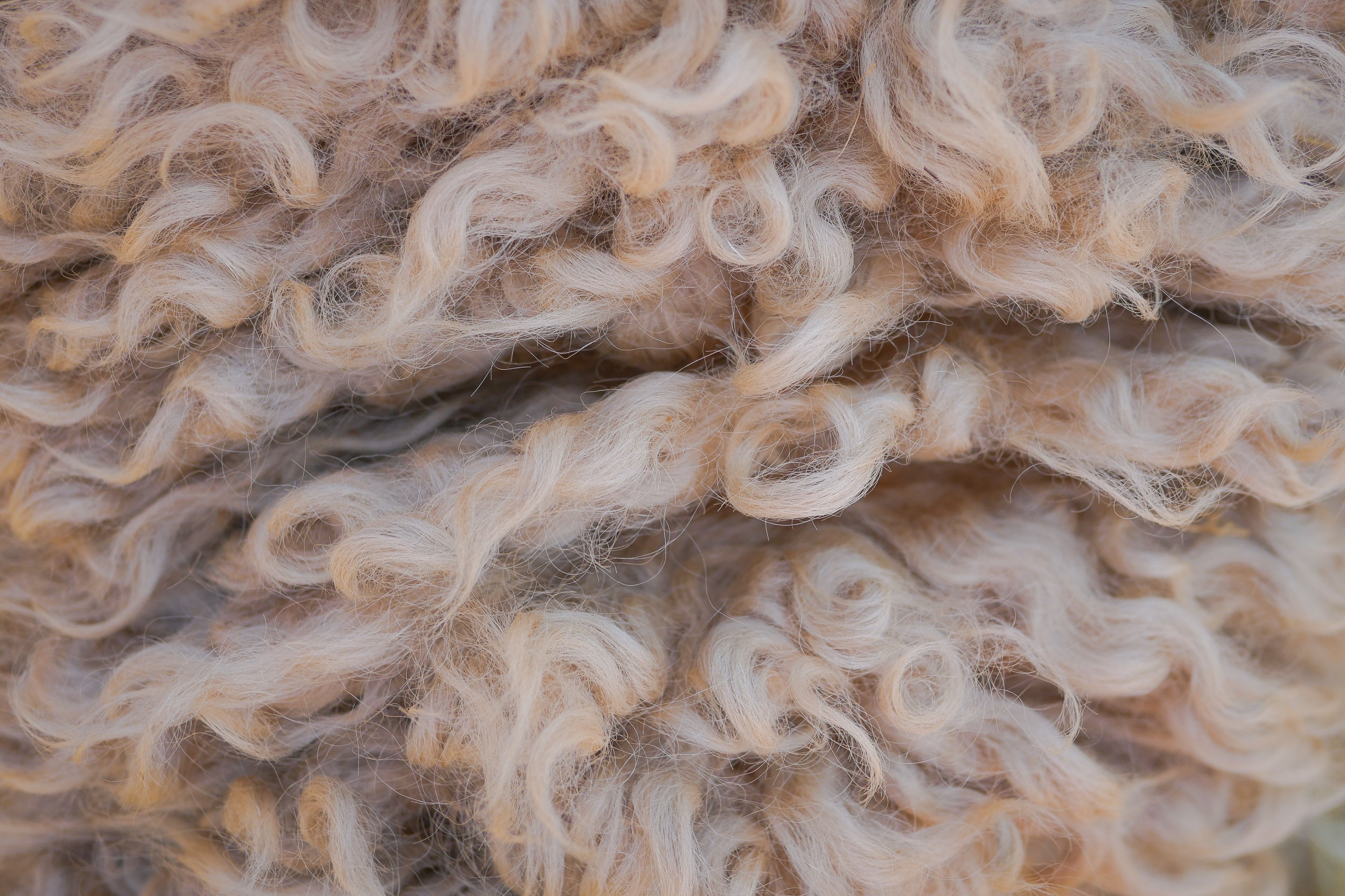Wool vs. Cotton: Which is right for you? - Duckworth