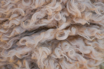 We Love Sheep: The Problem with Canadian Wool