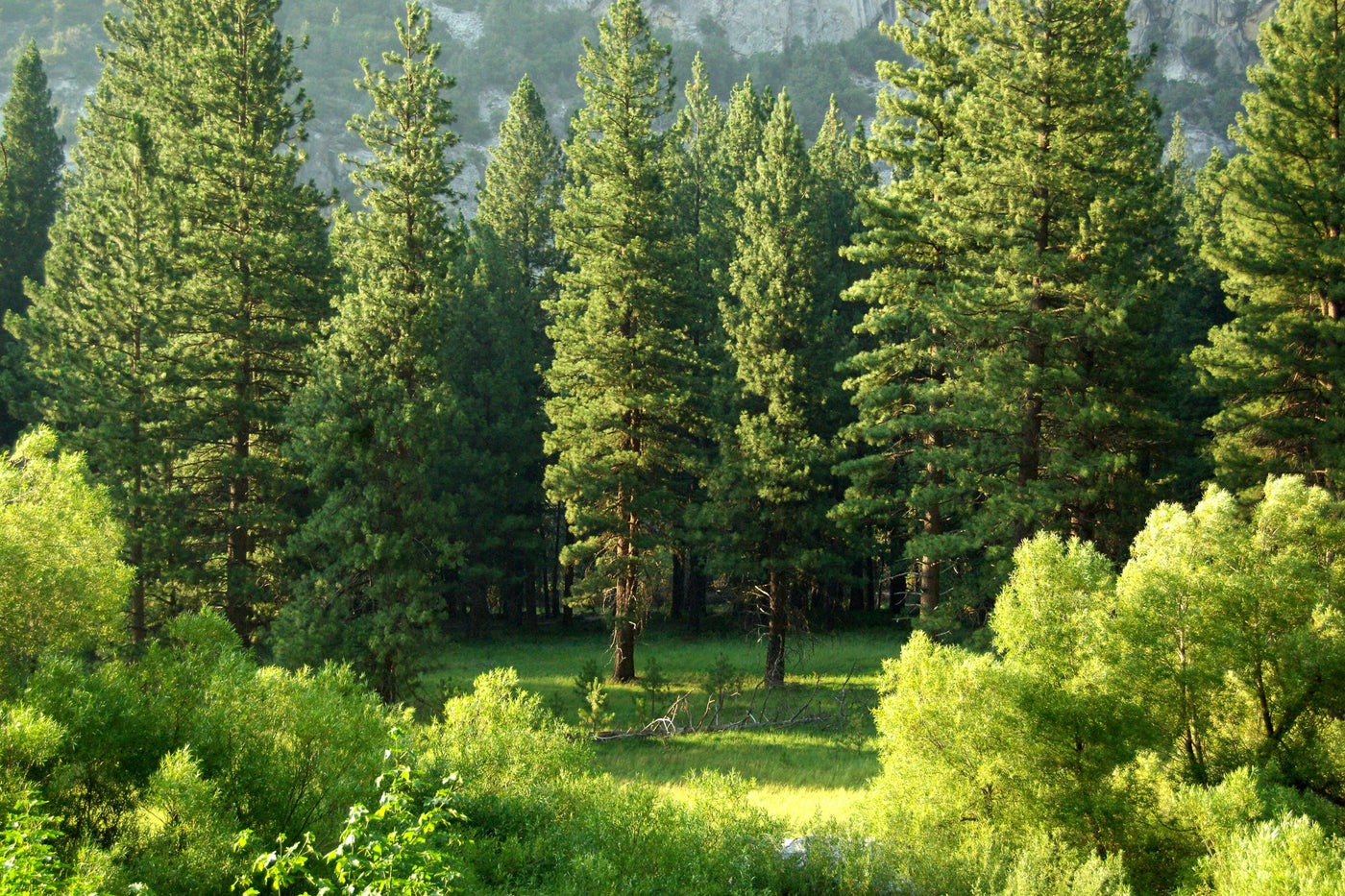 Trees in forest in summer