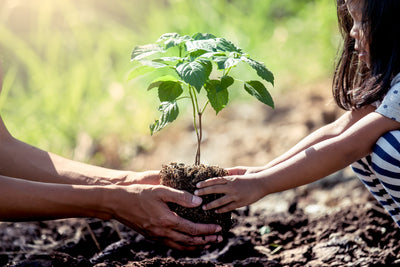 Tree Planting 101: Uncovering the Truth