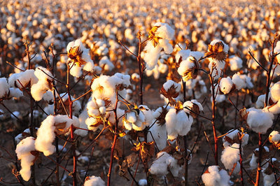 Why Choose a Natural Mattress? Part III: Cotton & Latex